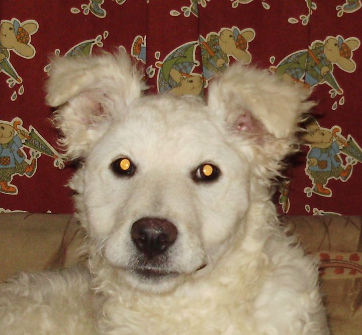 196554_155409267853679_4846792_n hrvatski ovcar.jpg