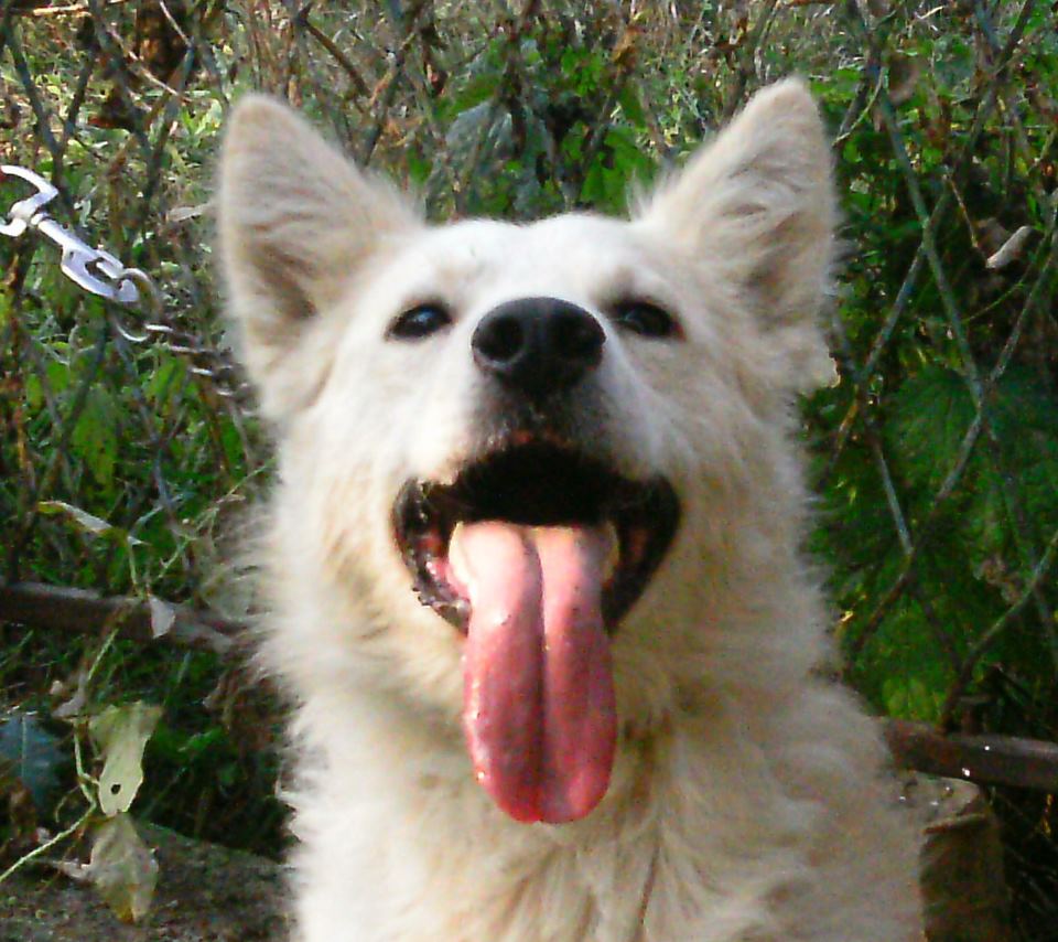 312653_2546848148846_407647349_n hrvatski ovcar.jpg