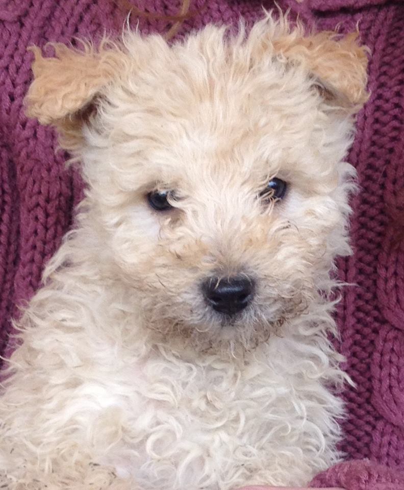 49337423_2013450248762330_3902084569892913152_n pumi.jpg