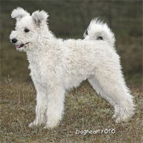 316160_153119264784017_801769725_n pumi.jpg