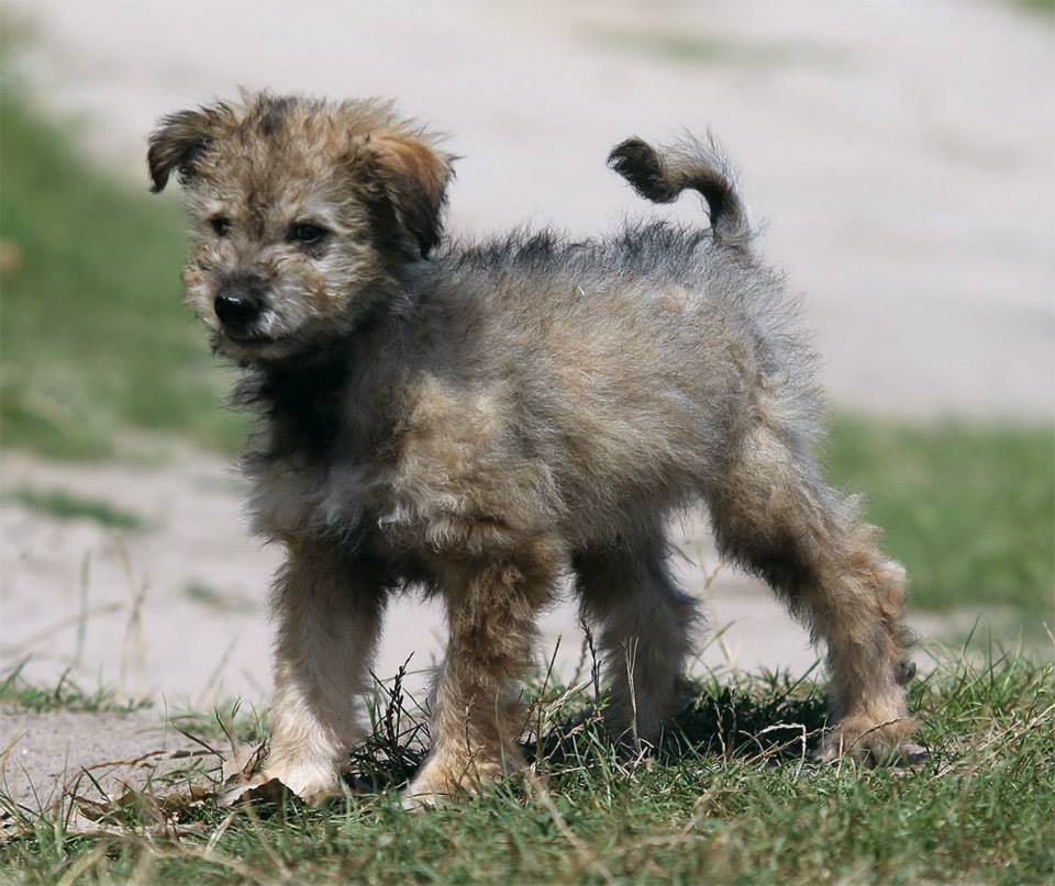 11822465_861999337229336_3565045939404905771_n pumi.jpg