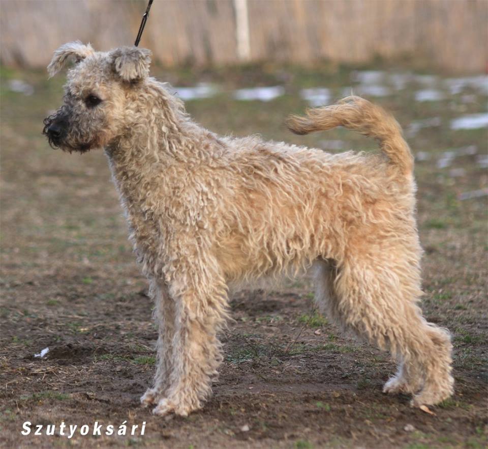 27072566_1571993596229903_8275896563980443621_n pumi.jpg