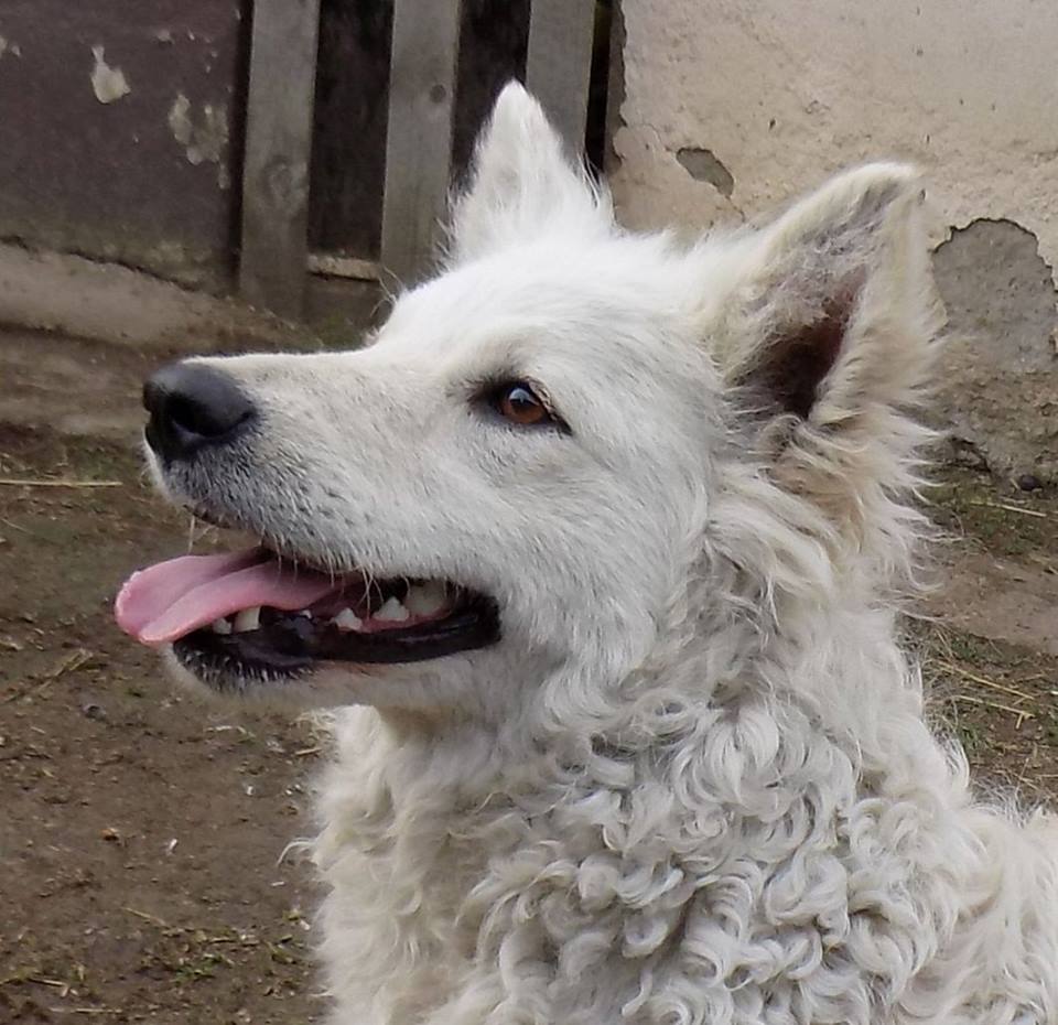 17884128_10212535342676894_3641895685645226059_n hrvatski ovcar.jpg