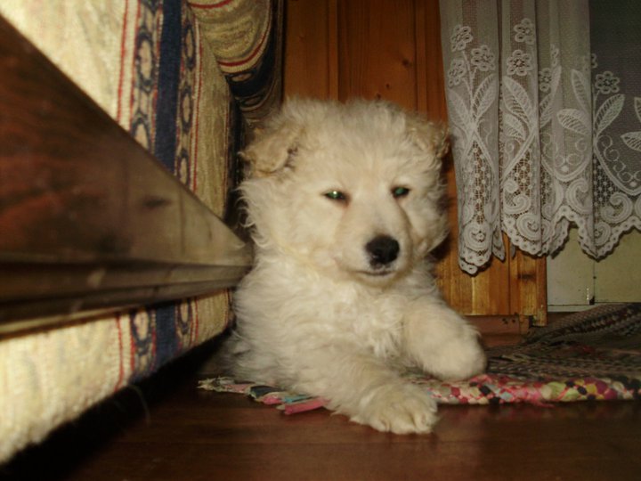 216396_1961925246139_5190615_n hrvatski ovcar.jpg