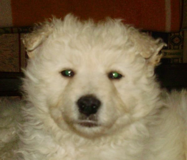 179221_1806571482392_7038775_n hrvatski ovcar.jpg