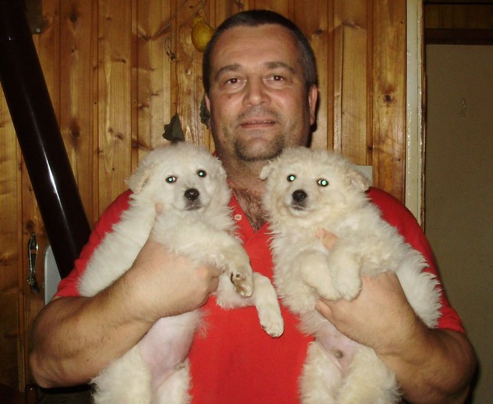 180314_1807903755698_3767642_n hrvatski ovcar.jpg