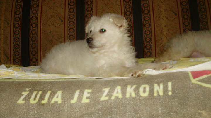 217750_1961927966207_809956_n hrvatski ovcar.jpg