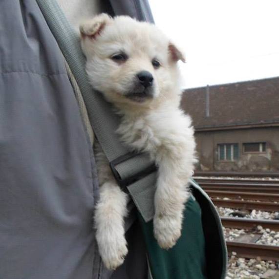 10653768_10205216958801871_4753910581650591261_n hrvatski ovcar.jpg