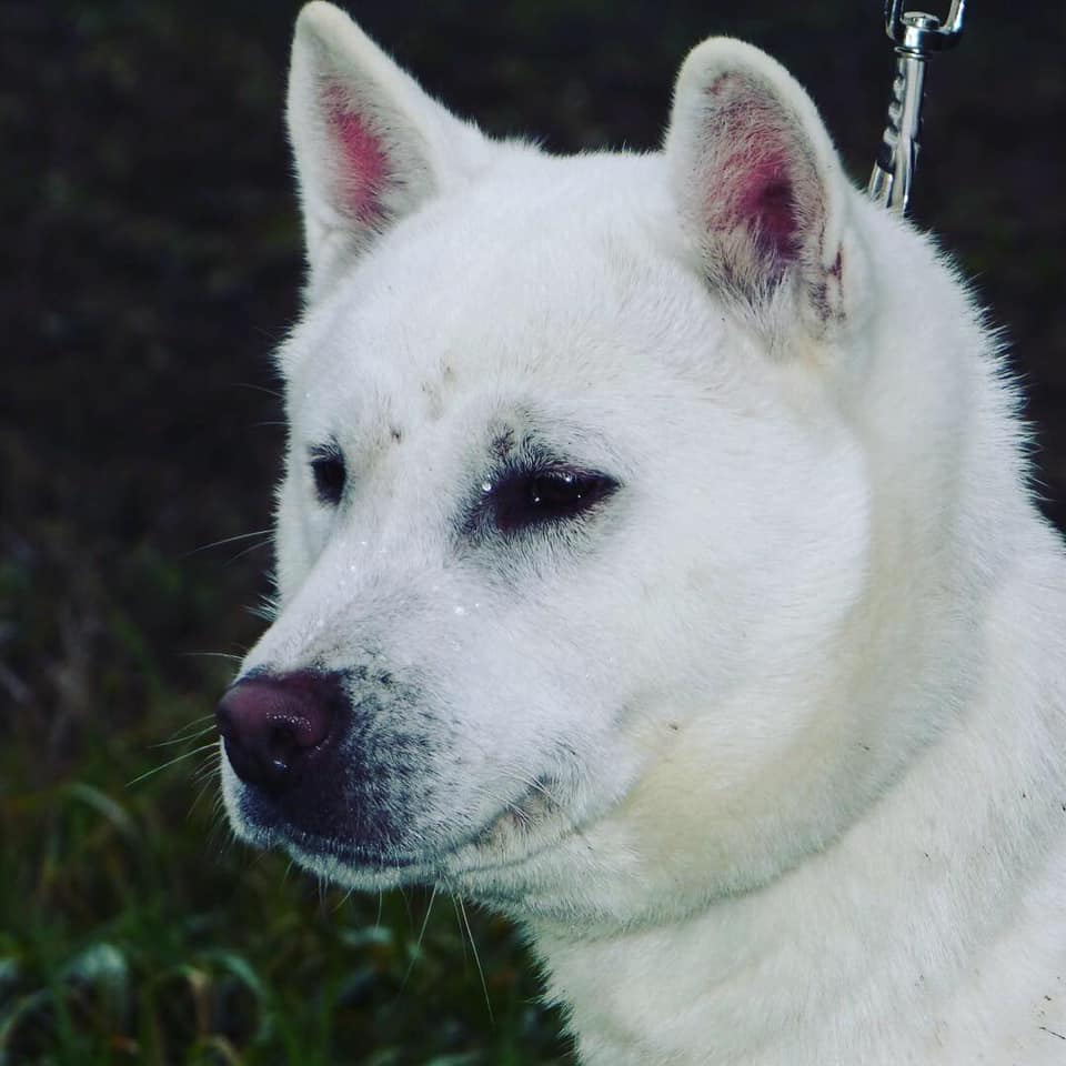 49896331_1974664122834849_2671122951171997696_n kishu.jpg