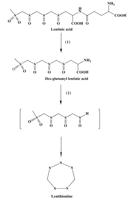lenthioninebiosynth.jpg
